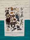 SALE:  Animal & Floral ABC Posters (individual and bundles!) 