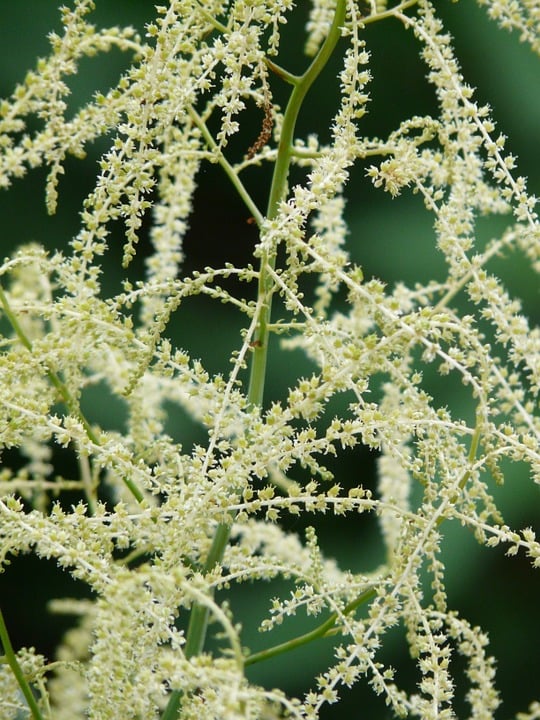 Image of Aruncus dioicus Kneiffii (Goats Beard 'Kneiffii')