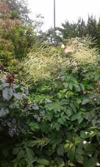 Image 2 of Aruncus dioicus Kneiffii (Goats Beard 'Kneiffii')