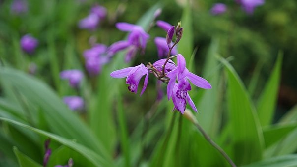 Image of Bletilla striata (Chinese Ground Orchid)