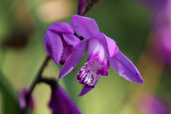 Image of Bletilla striata (Chinese Ground Orchid)