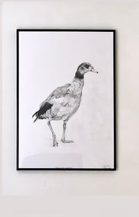 Image 1 of Egyptian Goose| Serpentine, London