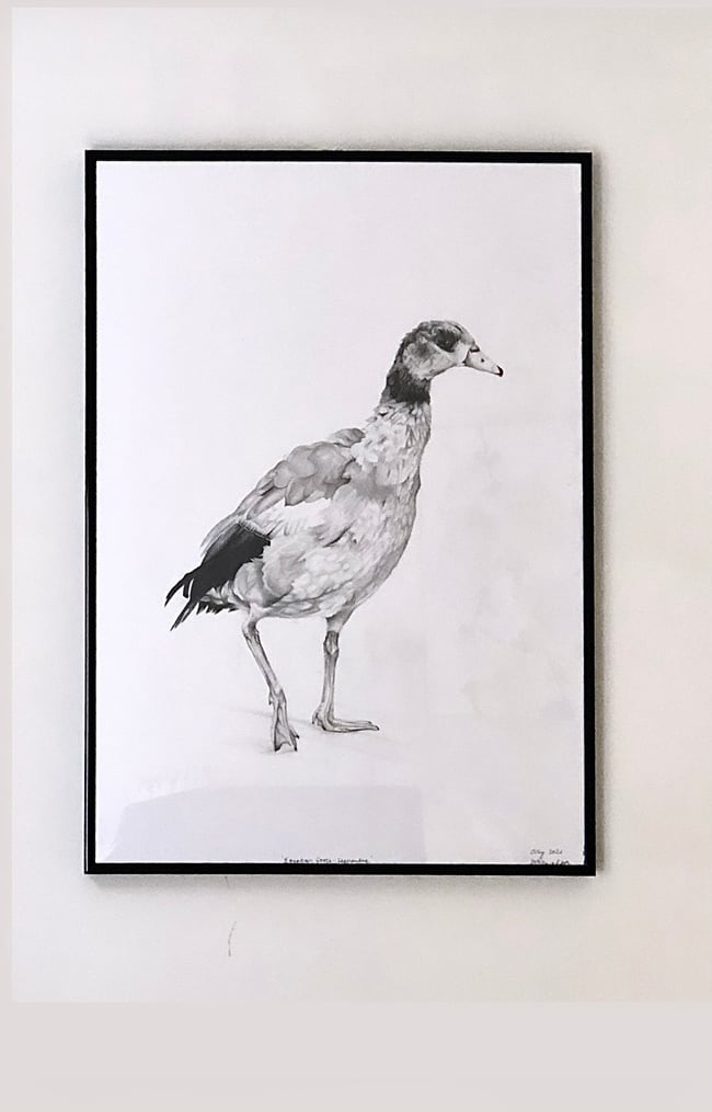 Egyptian Goose| Serpentine, London