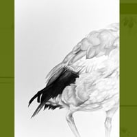 Image 2 of Egyptian Goose| Serpentine, London