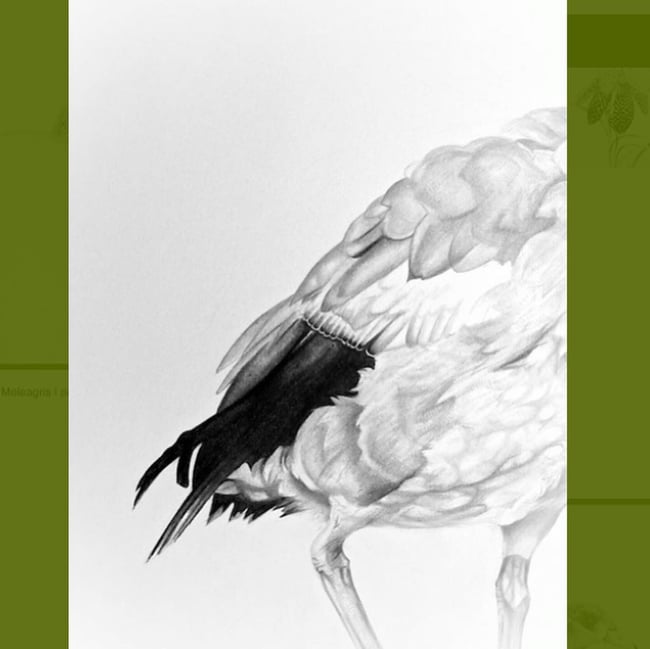 Egyptian Goose| Serpentine, London