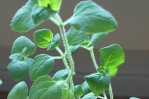 Image of Oregano - Organum Vulgare