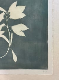 Image 3 of Japanese Laurel and Baby’s Breath in Myrtle Green