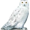 Owl Me