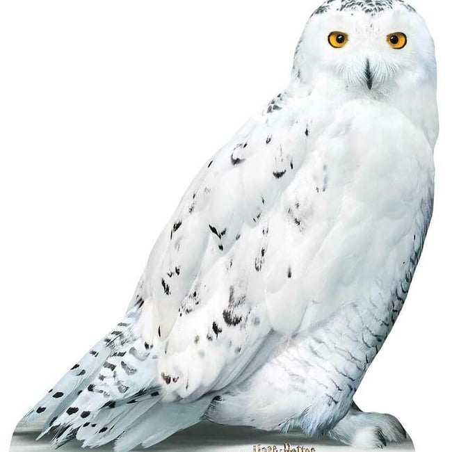 Owl Me