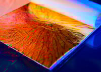 Image 2 of VARIGATED LEAF - VALLEY KUSTOMS