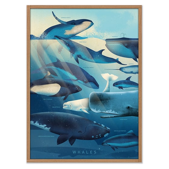 Image of Whales