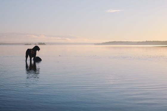 Image of Gundhramm et les Îles au Nord du Monde