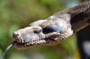 Brazil - Rattle snake