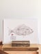 Image of BESUGO | Axillary Seabream