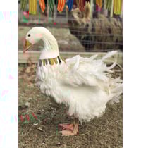 Image 2 of Card:Card:The Goose Knows