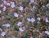 Image 1 of Geranium pratense 'Victor Reiter'