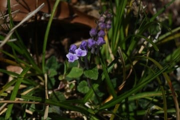 Image of Scutellaria indica parviflora