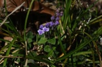 Scutellaria indica parviflora