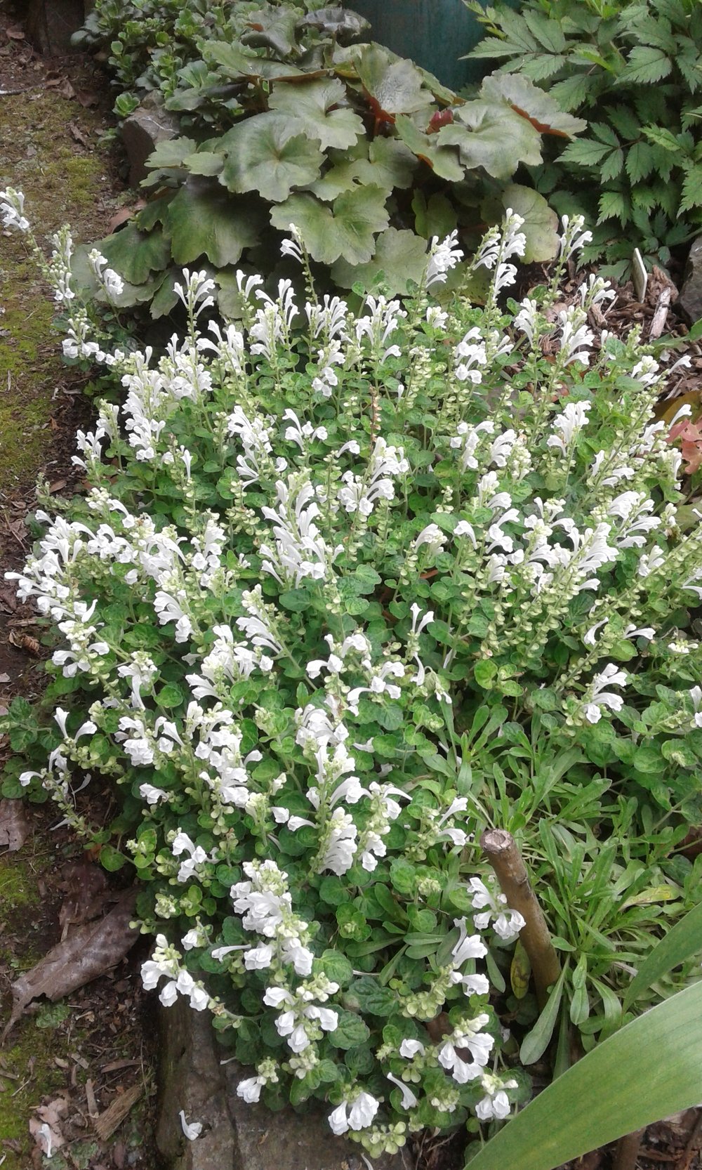 Image of Scutellaria indica parviflora 'alba'