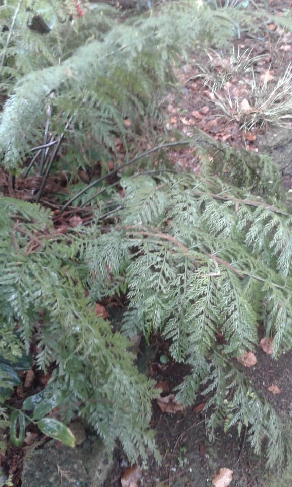 Image of Asplenium Bulbiferum (Hen and Chicken fern)