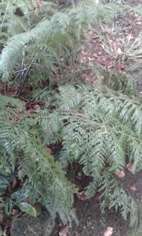 Image 2 of Asplenium Bulbiferum (Hen and Chicken fern)