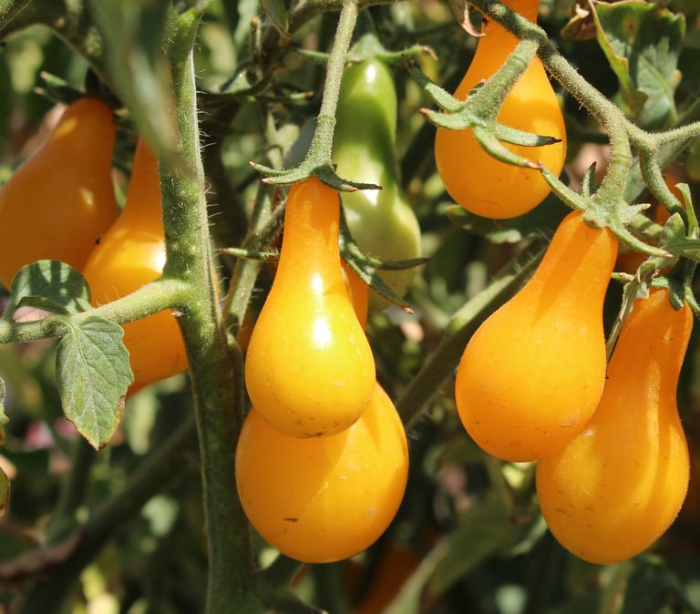 Organic Yellow Pear Cherry Tomato