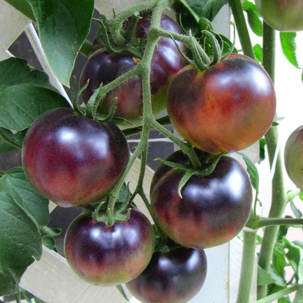 Tomato - Organic Red Cherry