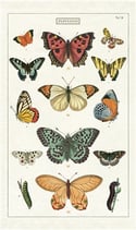 Butterflies Print Cotton Tea Towel - Cavallini Collection