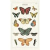 Butterflies Print Cotton Tea Towel - Cavallini Collection