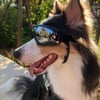 Protective Dog Goggles For Small/Medium Dogs