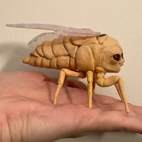 Image of Cicada 