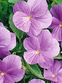 Viola 'Nellie Britton (Viola 'Haslemere')
