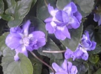Viola 'Marie Louise'