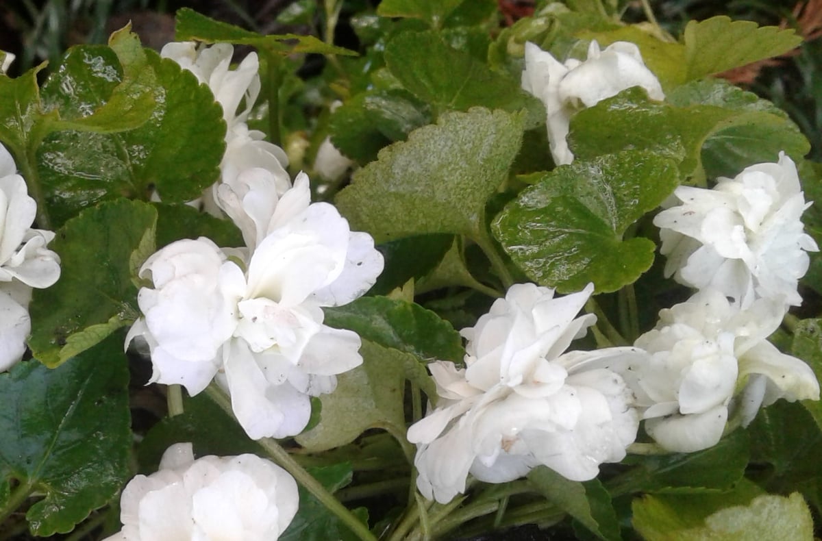 Viola parma 'Swanly White' Bloomin' Plants and Stitches