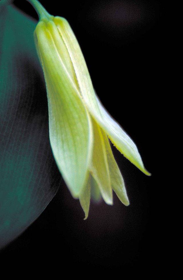 Image of Uvularia sessilifolia (Sessile Bellwort)