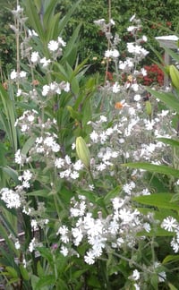 Image 2 of Silene latifolia subsp 'Alba' (White Campion)