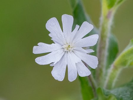 Image of Silene latifolia subsp 'Alba' (White Campion)