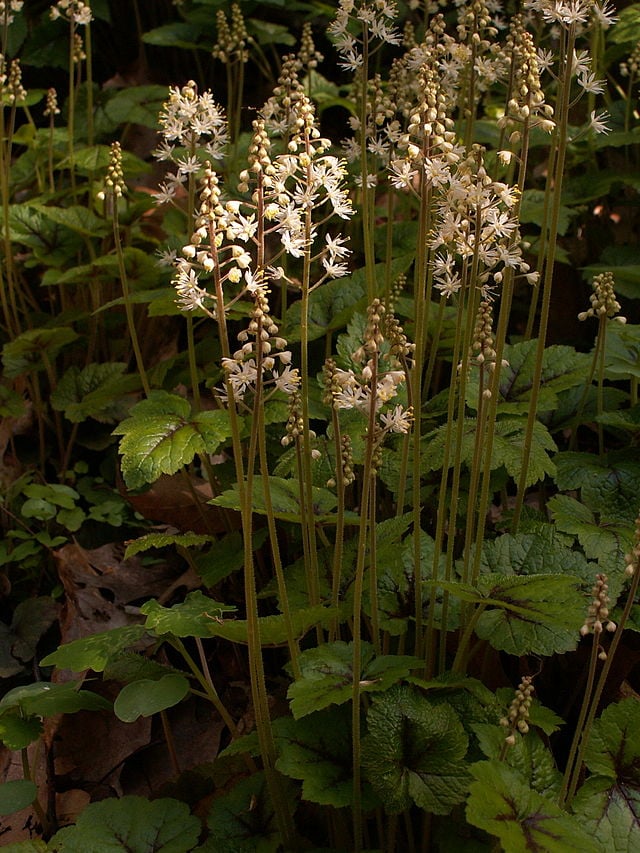 Image of Tiarella cordifolia (Heartleaf Foam Flower)