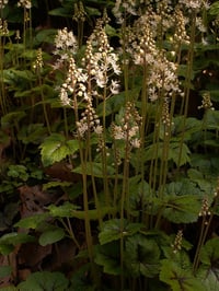 Tiarella cordifolia (Heartleaf Foam Flower)