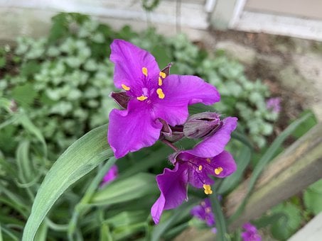 Image of Tradescantia 'Andersoniana Group'