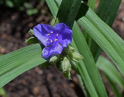 Image of Tradescantia 'Andersoniana Group'