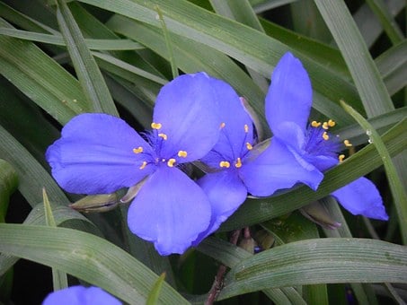 Image of Tradescantia 'Andersoniana Group'