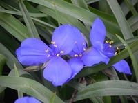 Image 4 of Tradescantia 'Andersoniana Group'