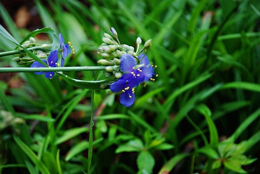 Image of Tradescantia 'Andersoniana Group'