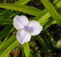 Image 1 of Tradescantia 'Andersoniana Group'