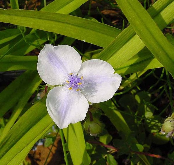 Image of Tradescantia 'Andersoniana Group'