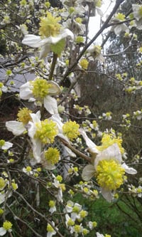 Image 1 of Parrotiopsis jacquemontiana
