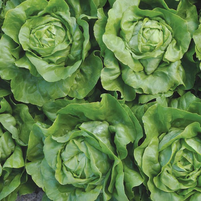 Heritage Lettuce