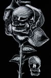 Dead Snapdragon Flower
