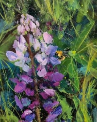 Garden Lupin 
